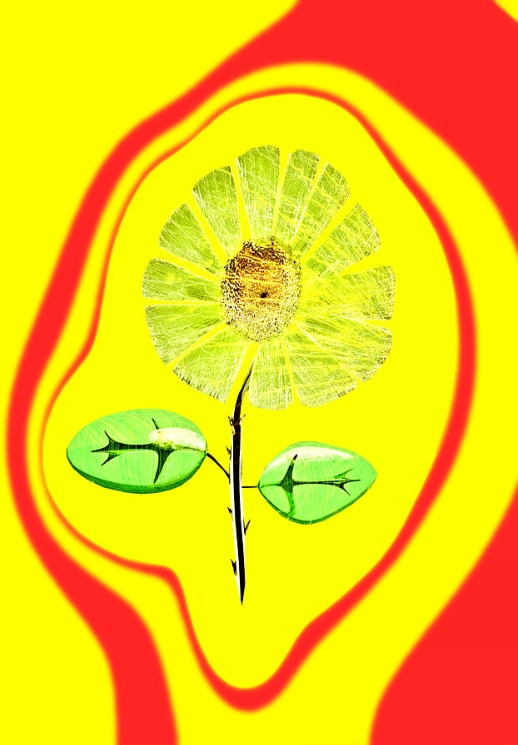 feng shui wealth